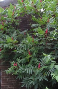 Rhus typhina, Staghorn Sumac fruit cluster