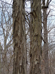 Carya ovata, Shagbark Hickory trunks