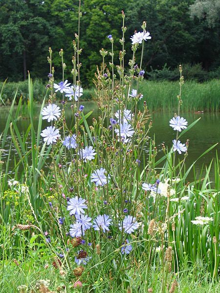 Cichorium intybus, Chicory