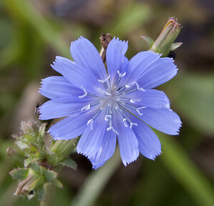 Cichorium intybus, Chicory Flower