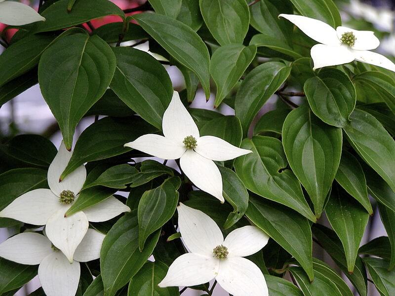 kousa dogwood tree fruit