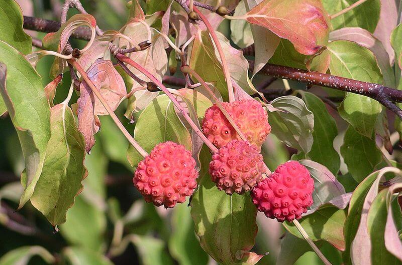 4 bright pink/red Kousa Dogwood Fruits