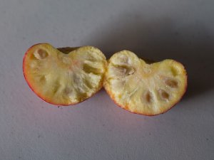 Kousa Dogwood Fruit, Tropical Flavor in Temperate Climates - Eat The Planet