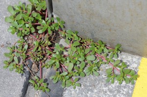 Portulaca oleracea, Purslane