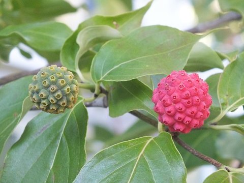Kousa Dogwood Fruit, Tropical Flavor in Temperate Climates - Eat The Planet