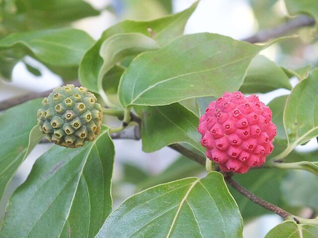 A green, solid fruit next to a bright red, swollen ripened fruit.