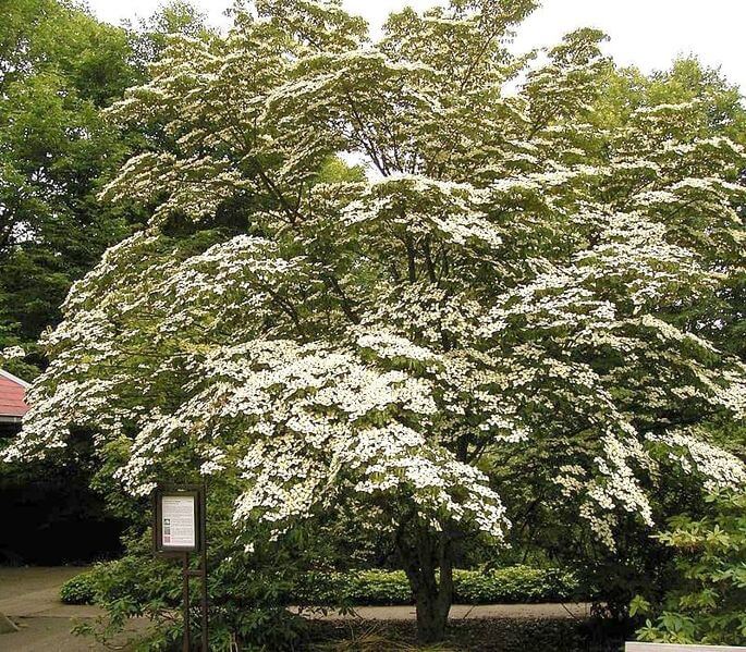 are kousa dogwood berries poisonous