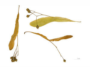 Tilia cordata, Small leaved Linden elongated bract on all flower and fruit bunches