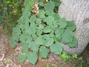 Tilia americana, amerikanische Lindenblätter