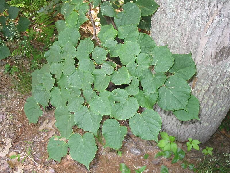 Basswood Tree, Linden, Lime Tree - Eat The Weeds and other things, too