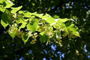 Tilia cordata, Small leaved Linden leaves and flower bunches