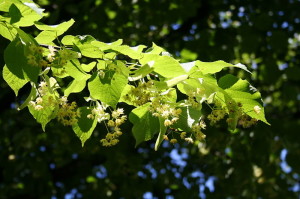 Tilia cordata, kleinblättrige Lindenblätter und Blumenbündel