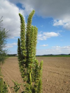 Amaranthus retroflexus, Common Amaranth leaves and flower seed stalks