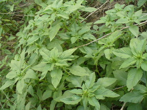 Amaranthus retroflexus, Common Amaranth leaves