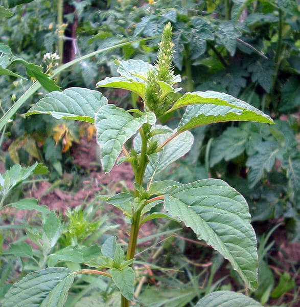 Amaranthus retroflexus, Common Amaranth leaves and flower seed stalks