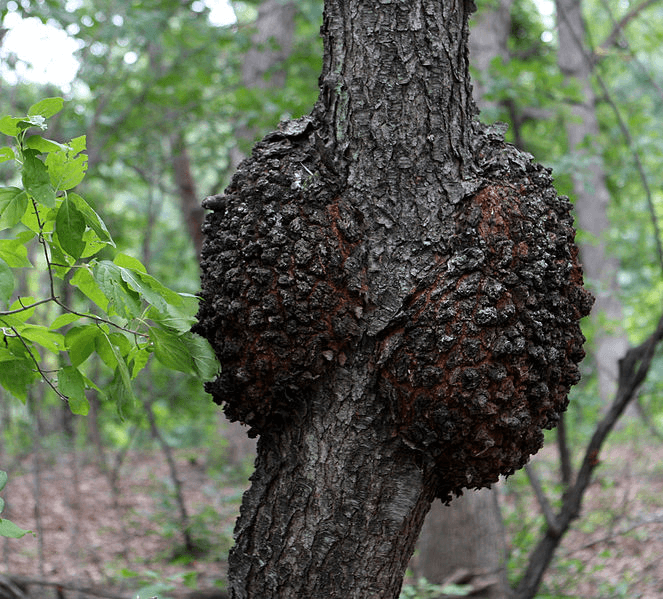 Prunus serotina Black Cherry Bark with Black Knot canker