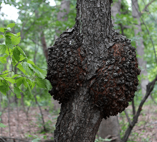 Wild Cherry Tree, A Native American Necessity Eat The