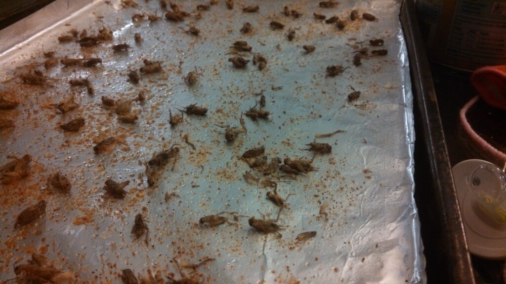 Crickets, An Abundant Source of Protein Worldwide Eat The