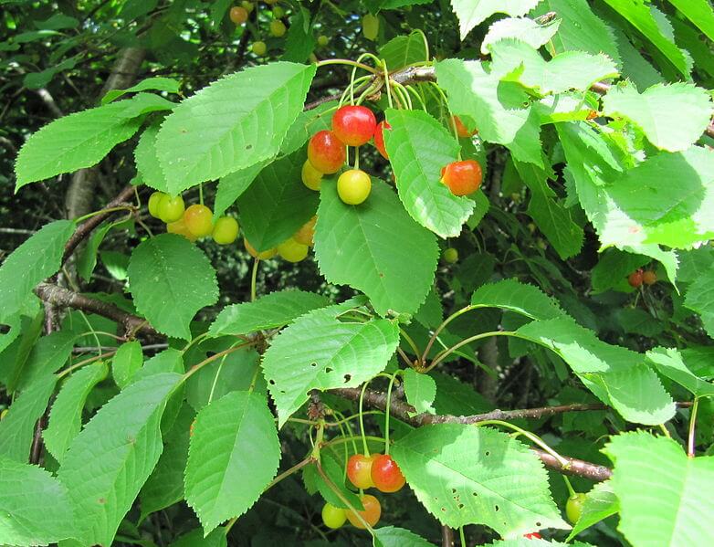 Prunus avium, Sweet Cherry leaves and fruit