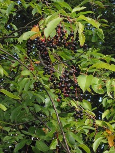 Prunus avium, Sweet Cherry horizontal bark lenticels