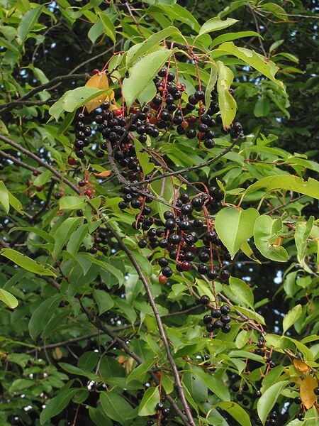 can dogs eat wild cherries