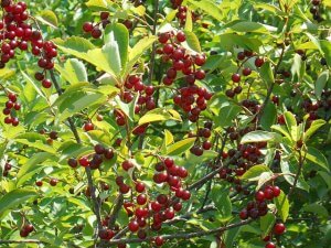 Wild Cherry Tree, A Native American Necessity - Eat The Planet