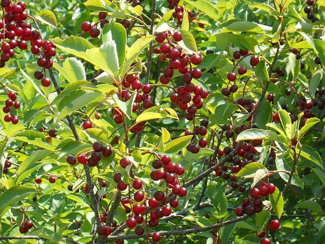 Several clusters of shiny, bright red chokecherries contrasted against the light green leaves.