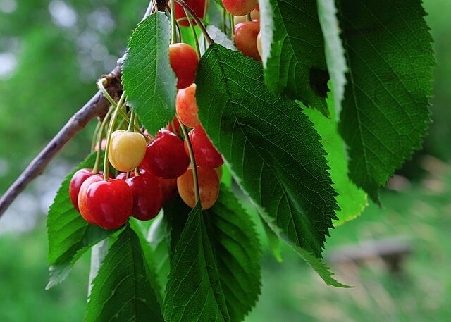 A cluster of ripening cherries amongst the serrated leaves. The cherries are in a mix of colours, from pale yellow to ruby red.