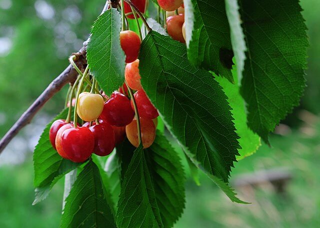 are pin cherry trees safe for dogs