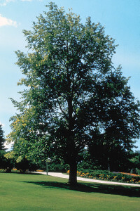 Tilia americana, amerikansk Basswood enhetlig form