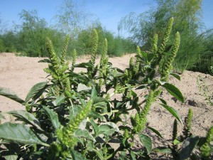 Amaranthus retroflexus, Common Amaranth leaves and flower seed stalks