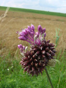 Allium vineale, Wild Garlic flowers and bulbils