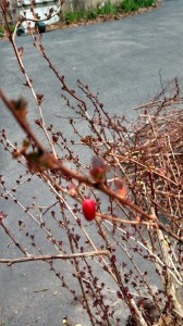 Berberis thunbergii, Japanese Barberry Fruit in winter