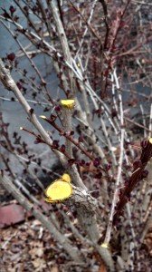 Berberis thunbergii, Japanese Barberry yellow stems interior