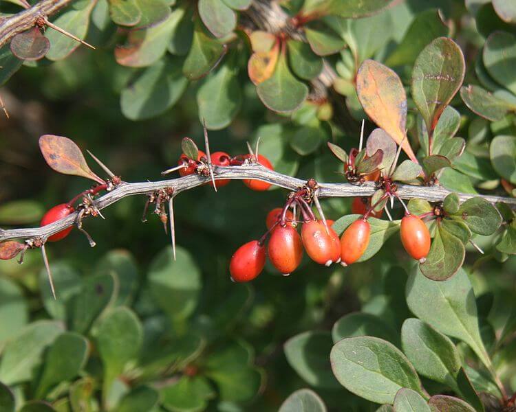 Berberis thunbergii, Japanese Barberry fruits and leaves