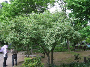 Elaeagnus umbellata, Autumn Olive common plant shape