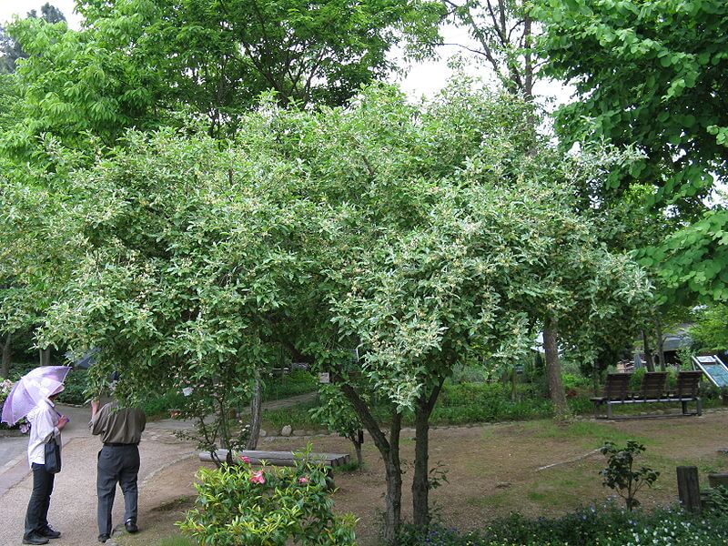 autumn olive tree uk