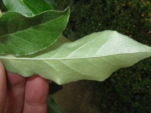 Elaeagnus umbellata, Autumn Olive, notice the lighter leaf underside