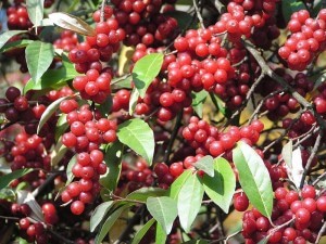 Elaeagnus umbellata, Autumn Olive fruit