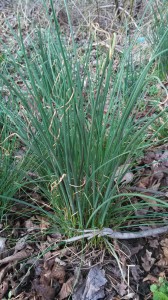 Allium vineale, Wild Garlic