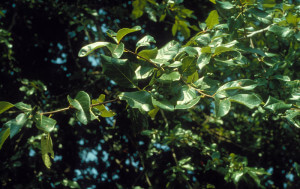 Nyssa sylvatica, Black Tupelo leaves and unripe fruits