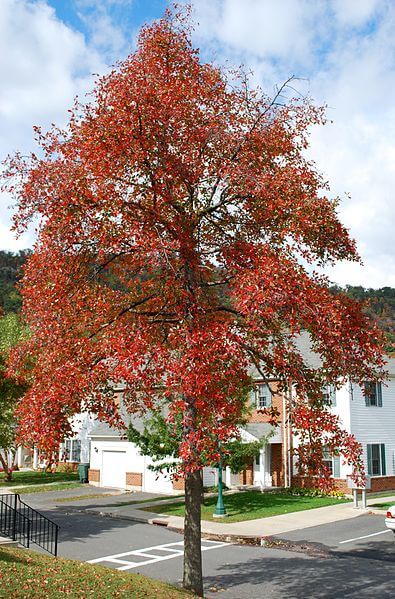 Black Tupelo, A Native American Fruit Tree - Eat The Planet