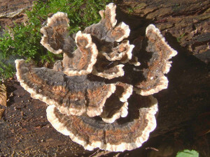 Trametes versicolor, Turkey Tail Mushroom