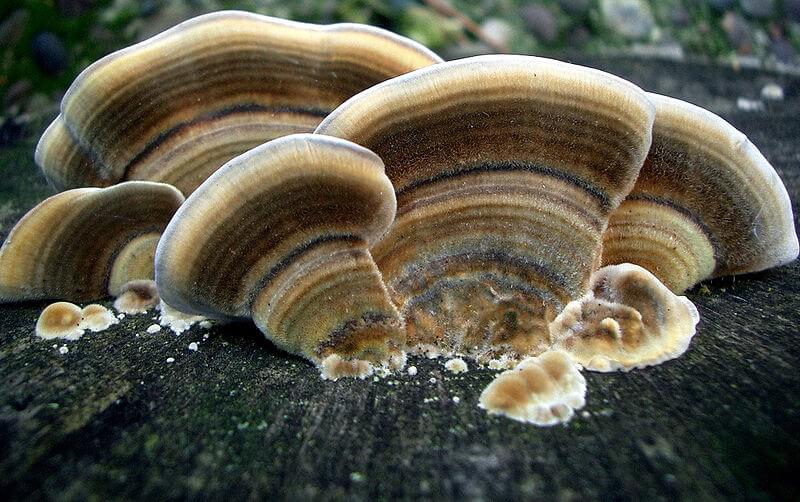 Turkey Tail A Powerful Medicinal Mushroom Eat The Planet