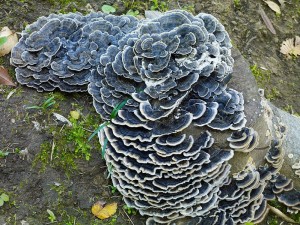 Trametes versicolor, Turkey Tail Mushroom