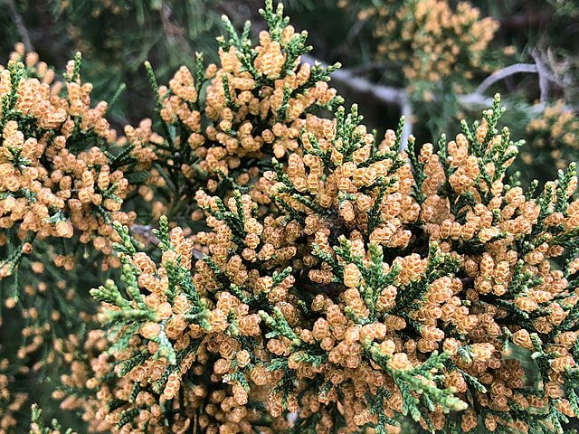 A close up of the tiny textured cones amongst maturing new growth.
