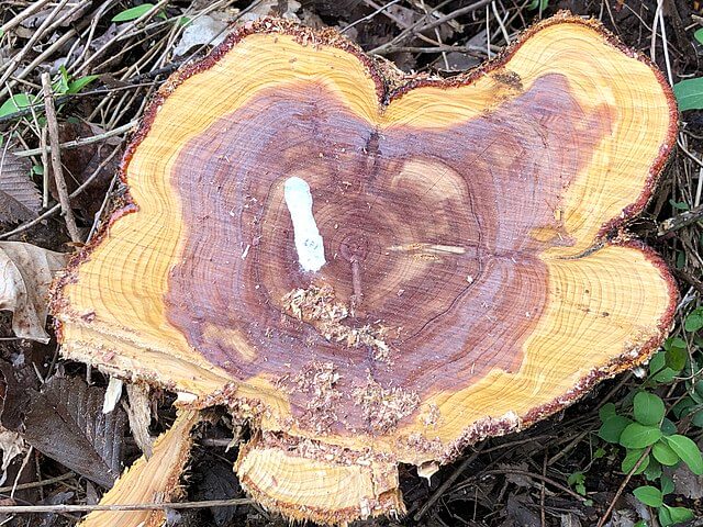 A photo showing the red heart of an exposed trunk.