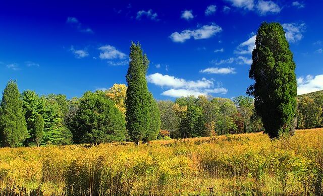 The textured meadow of goldenrod is filled with orange, yellow and gold hues. The red cedar trees stand tall with a short section of exposed trunk and a long, dense canopy.