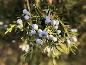 Eastern red cedar berries