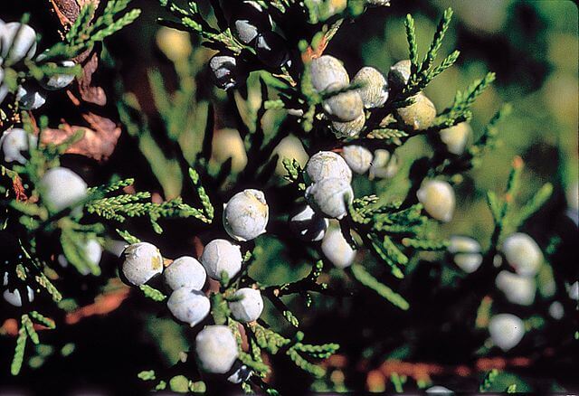 Matured new growth with clusters of blue berries with a heavy, white wax coating.